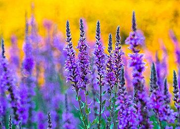 《怪物猎人：崛起》联动《大神》 牙猎犬新装备7月30日上线