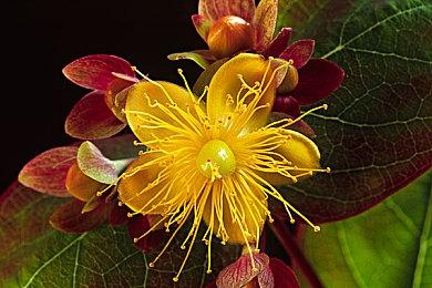 《剑灵2》国服定档4月3日 油腻师姐带你进入新世界